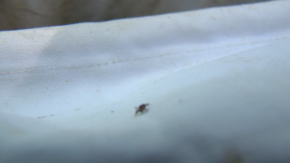 The spread of Lyme disease