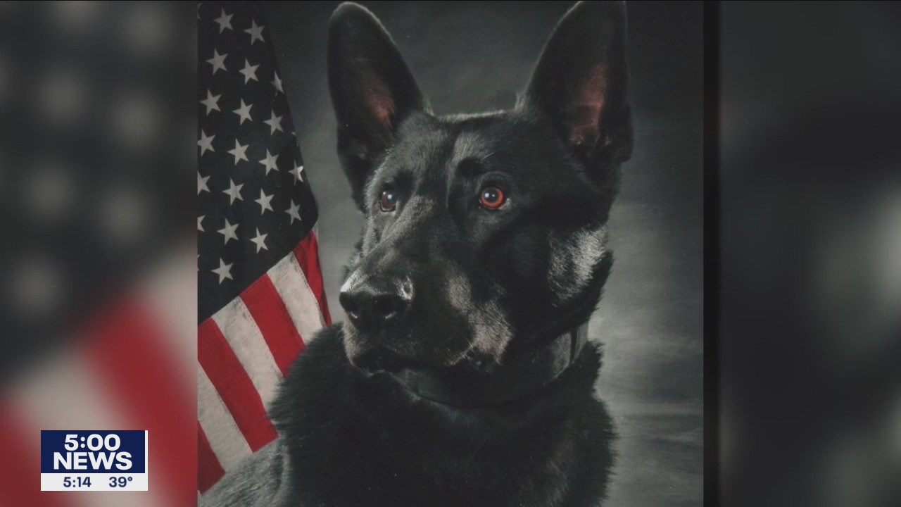 Anoka Police K-9 continues recovery after bullet struck trachea