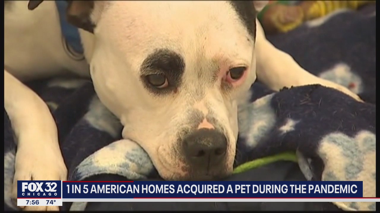 1 in 5 American homes acquired a pet during COVID-19
