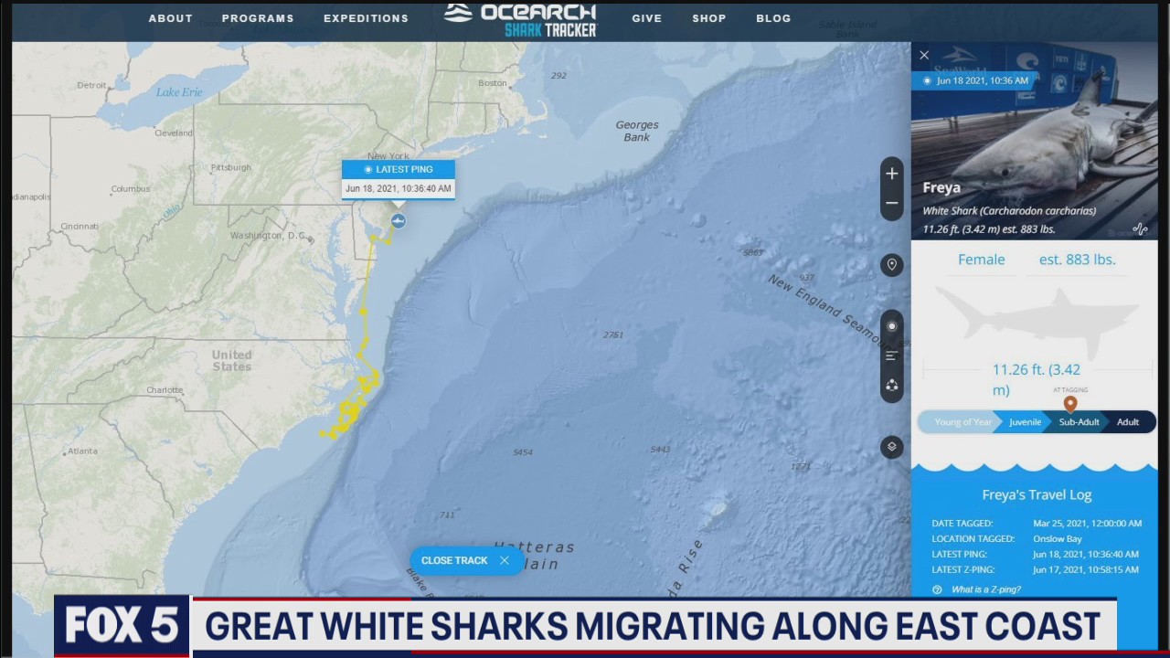 Great white sharks migrating along East Coast