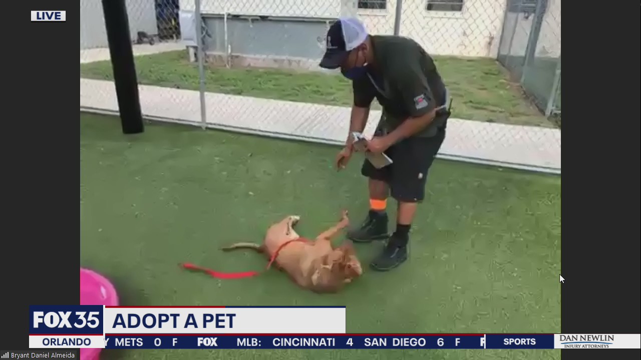 Adopt-A-Pet
