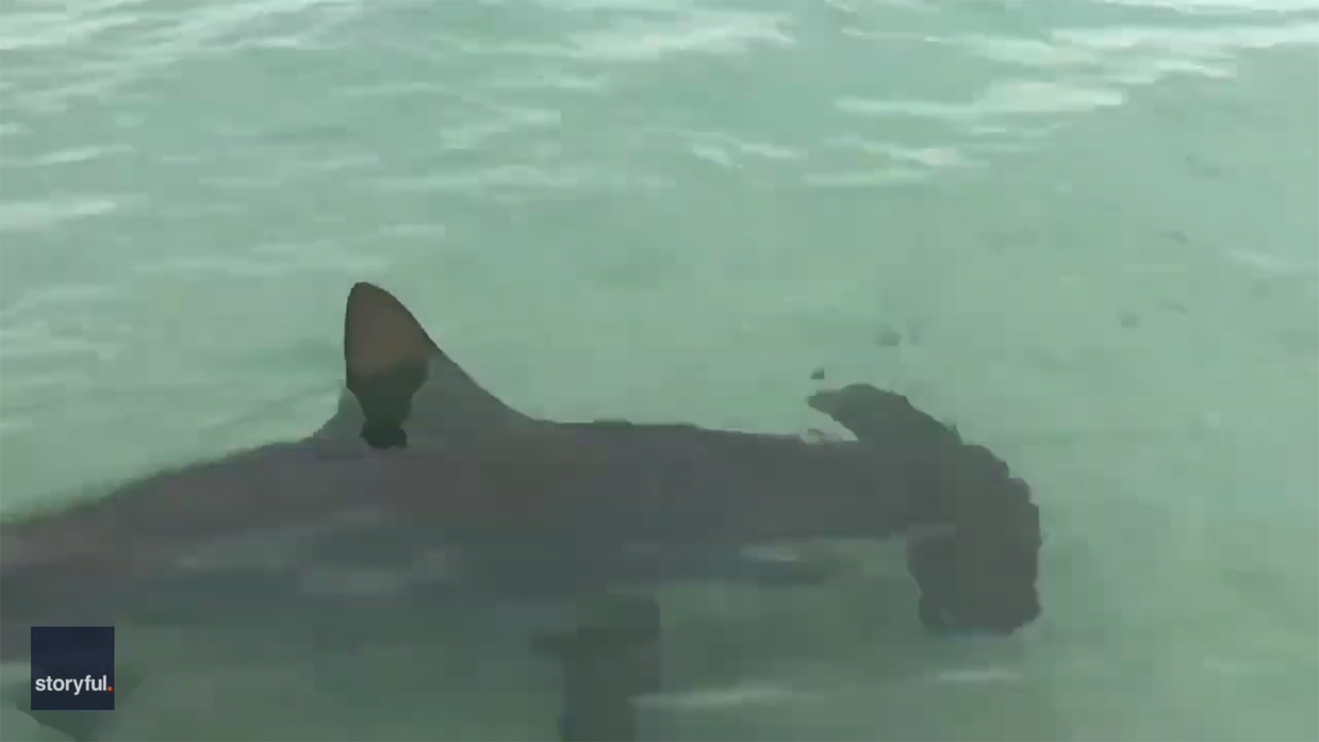 Sharks circle vacationers at Florida beach