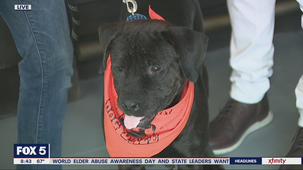Mellow Mushroom and Lagunitas Brewing offers new way to help out animals in need