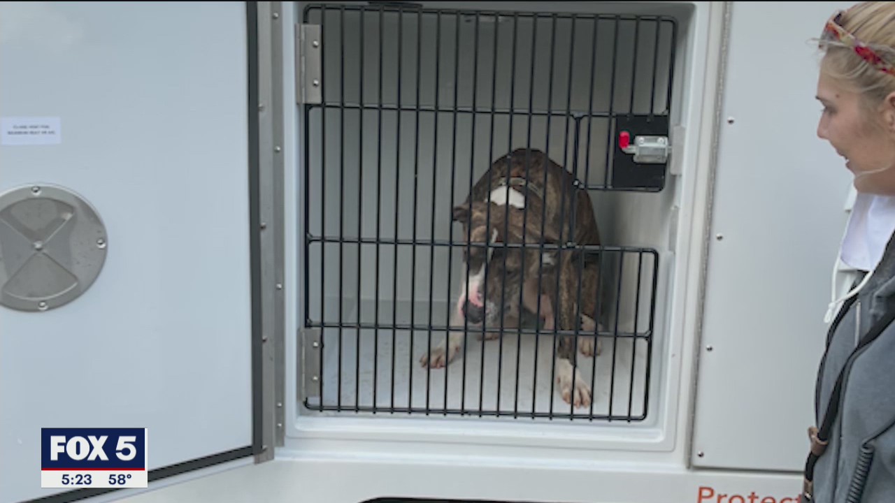 Homeless man saves shelter animals from fire