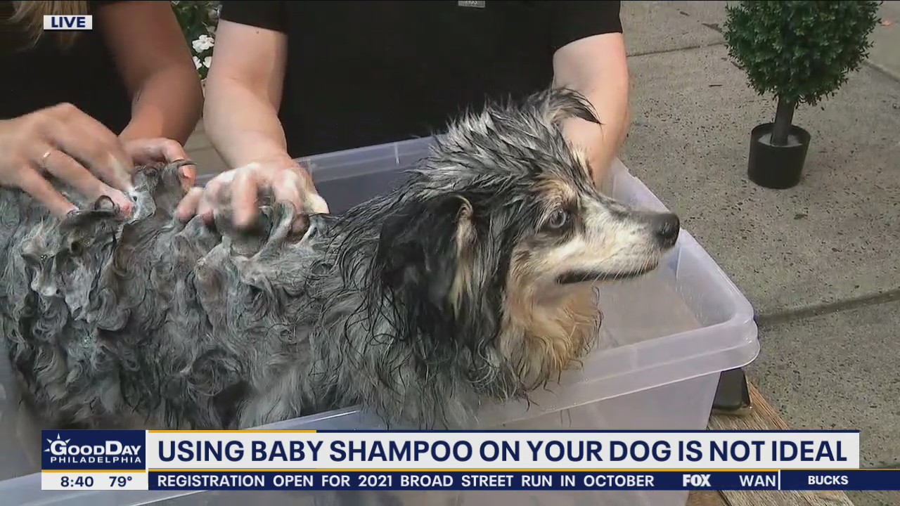 What kind of shampoo should you be using on your dog?