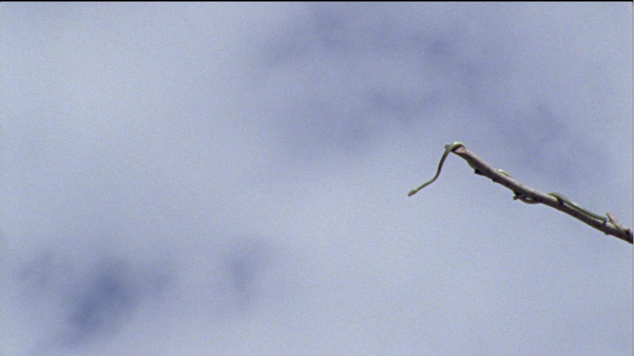 How flying snakes glide through the air