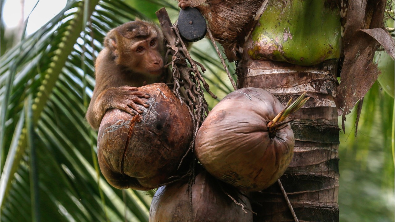 Several supermarket and drugstore chains no longer selling coconut products