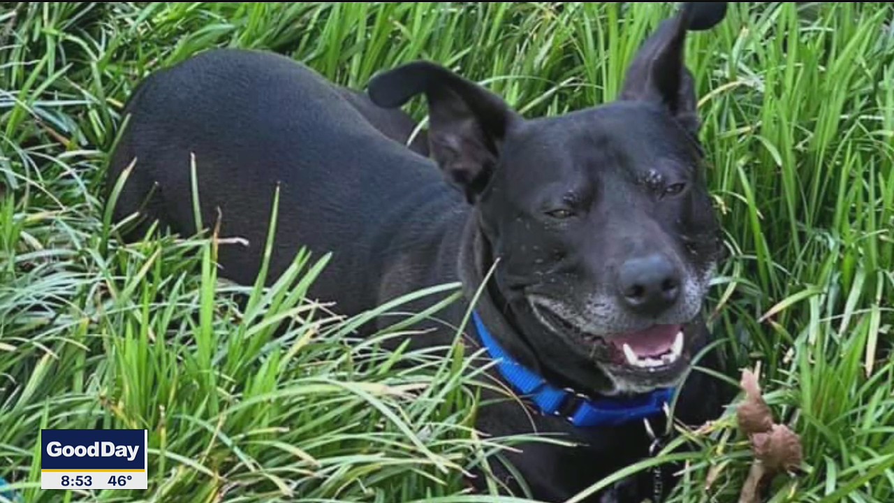 Dog of the Day: Apollo