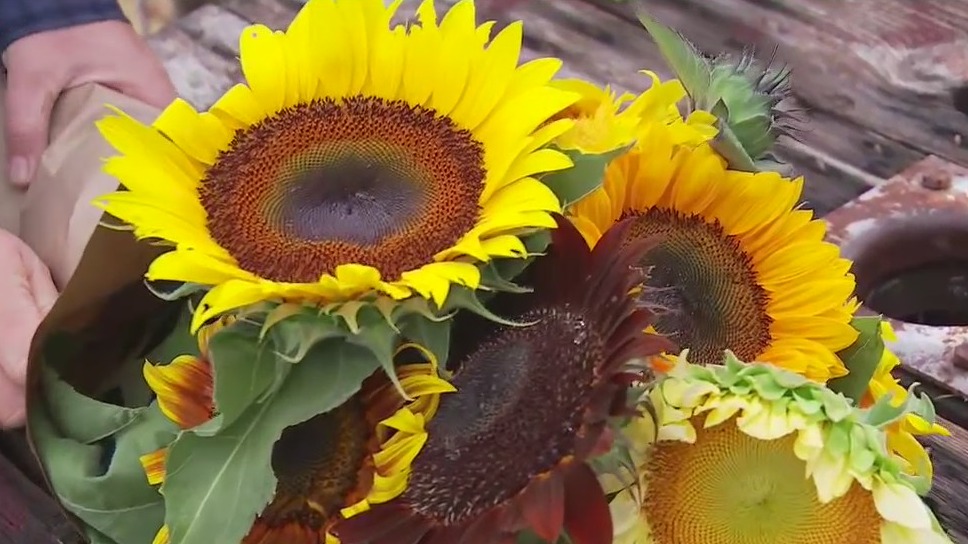 Sweet Berry Farm in Marble Falls