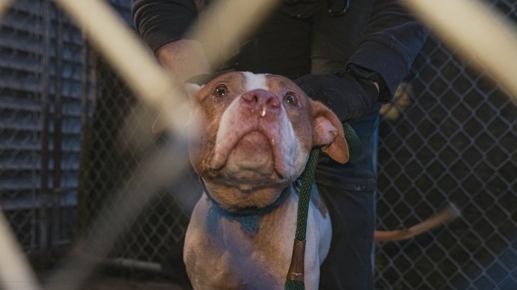 Dogfighting ring