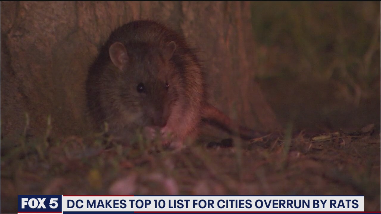 DC among top 5 rattiest cities
