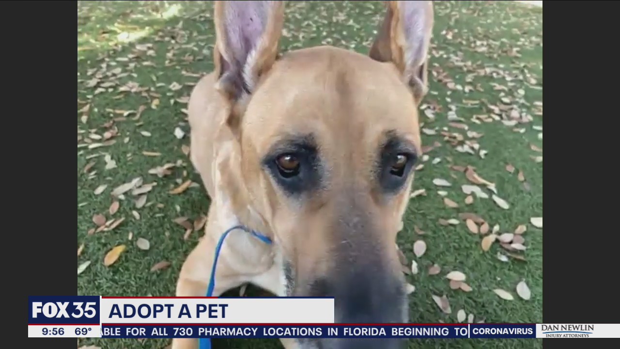Adopt-A-Pet: Sal