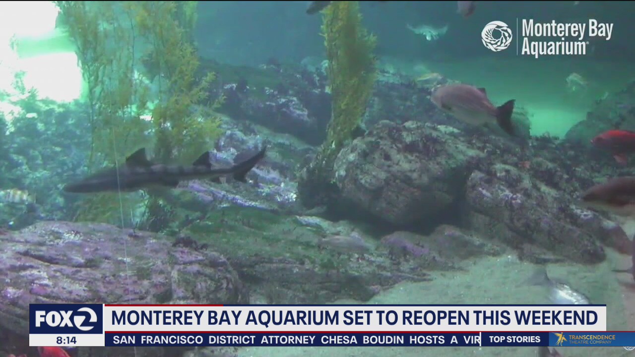 Monterey Bay Aquarium to reopen