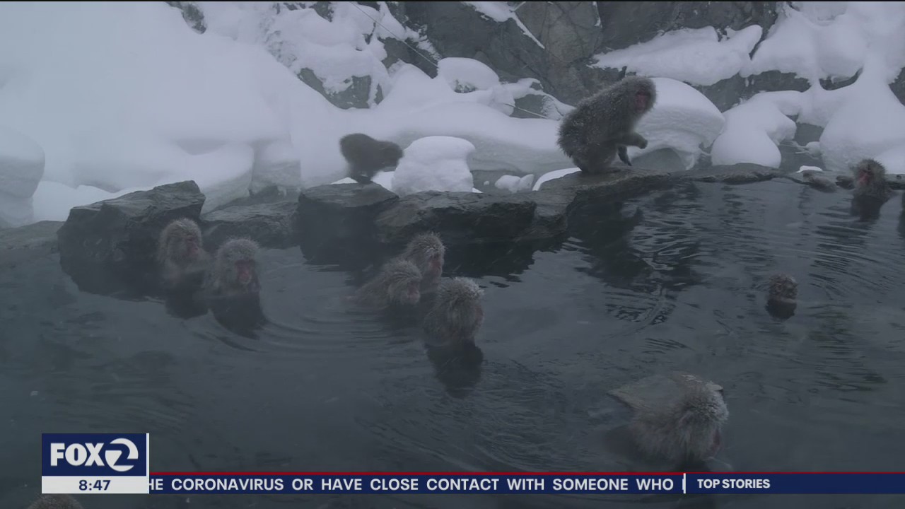 New season of 'Cosmos' debuts