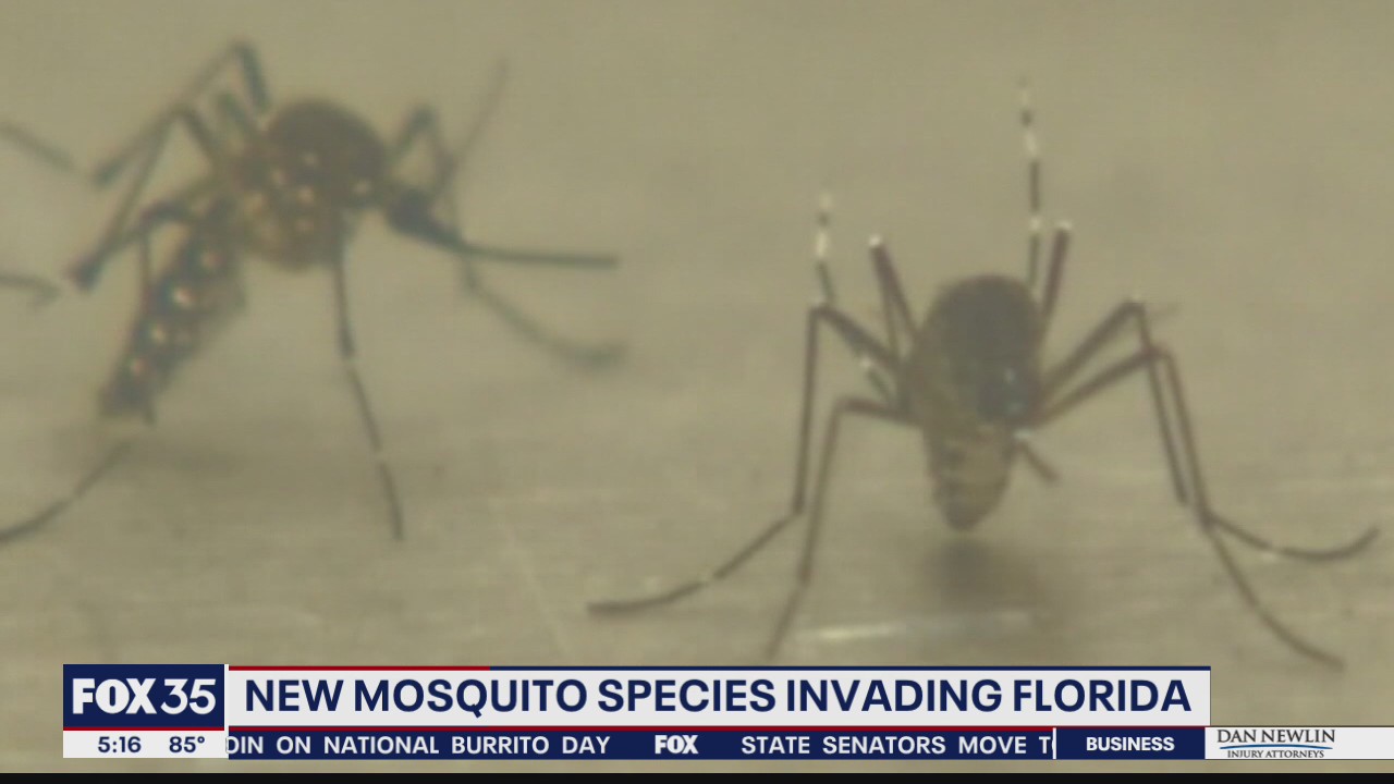 New mosquito species invades Florida