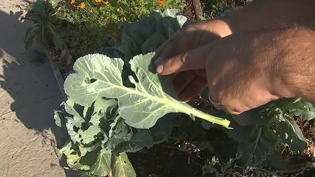 How to prepare your garden for the summertime