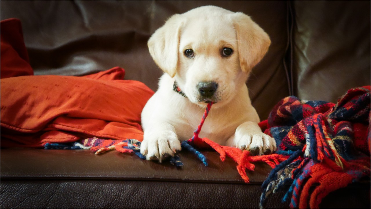 Woman in pickup truck accidentally shot in thigh by Labrador puppy