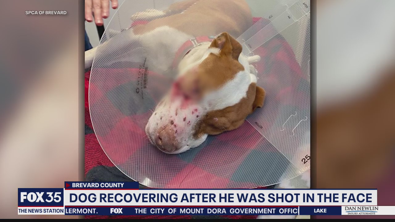 Dog recovering after being shot in face