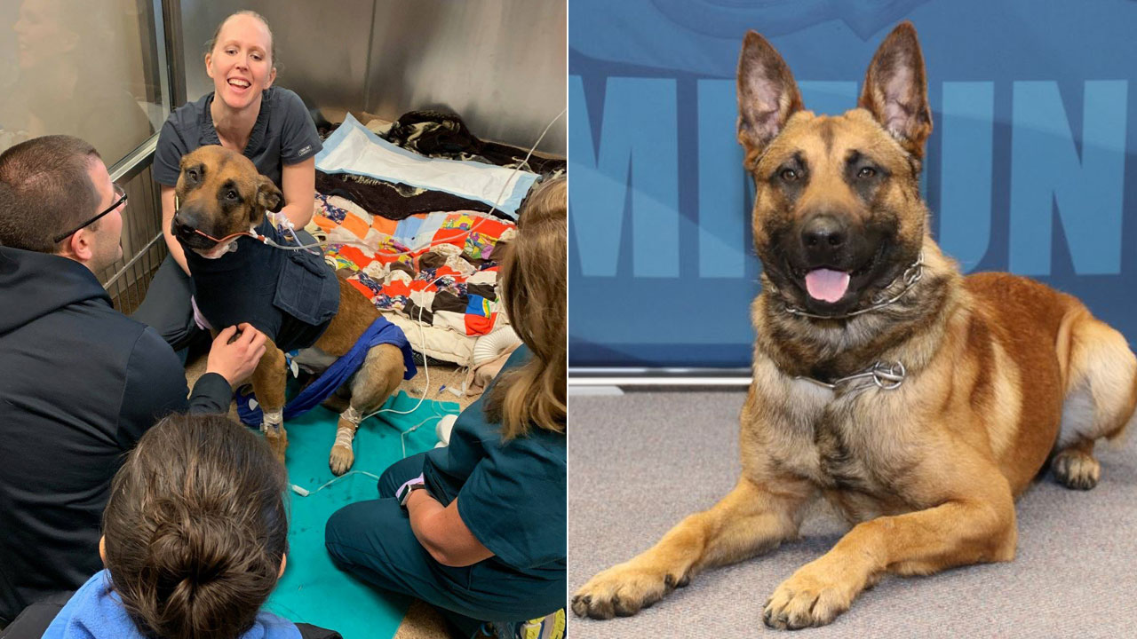 Green Bay police K-9 recovering after being stabbed in neck