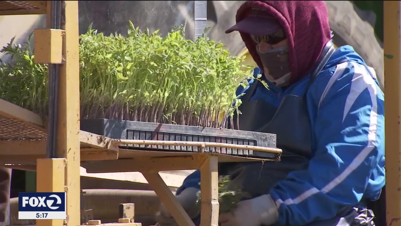 Prioritizing farm worker vaccines a food security matter, state Senator
