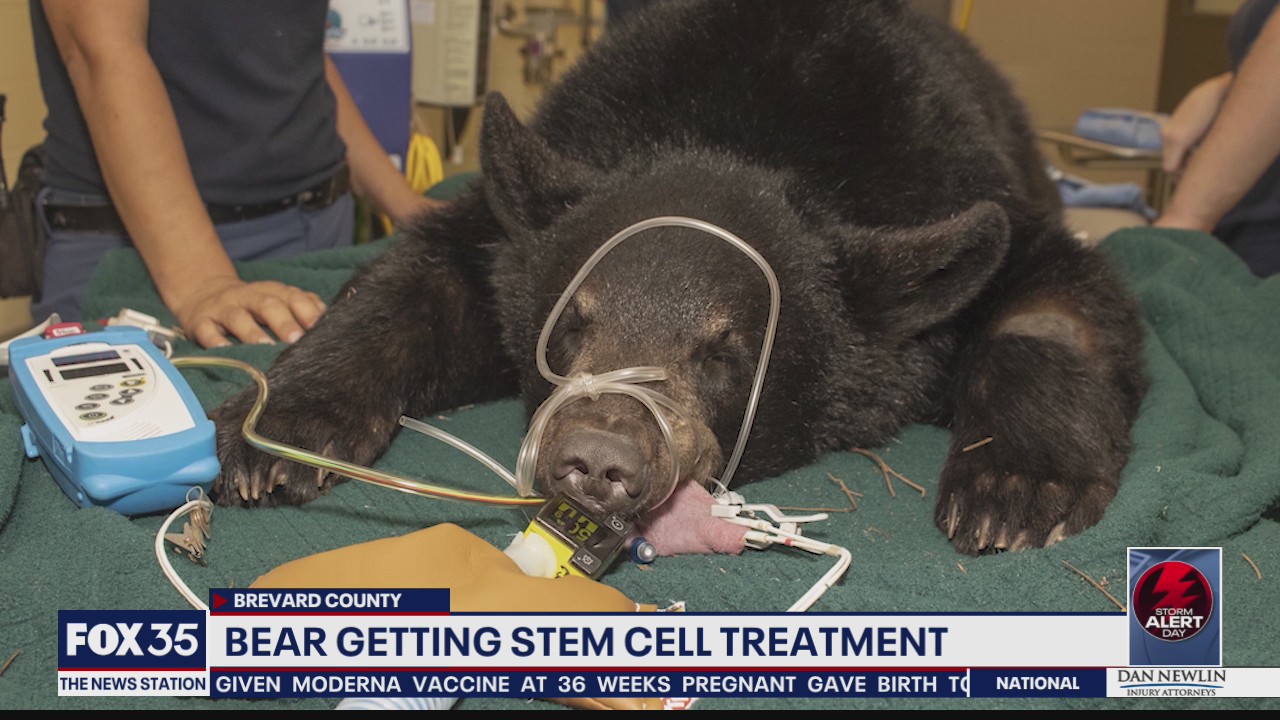 Brevard Zoo bear getting stem cell treatment