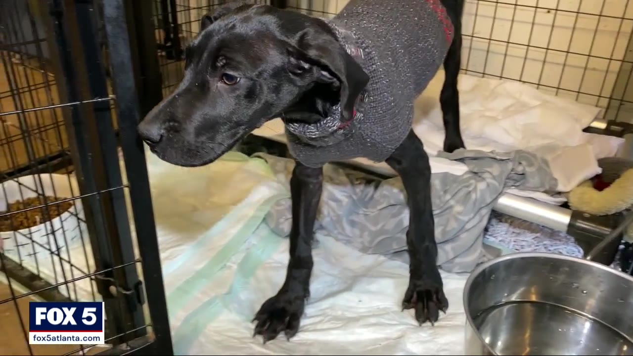 First adopted dog moves into the White House
