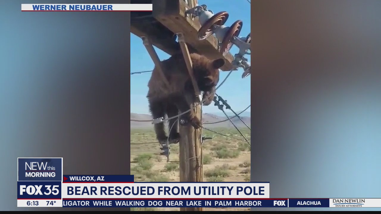 Bear rescued from utility pole