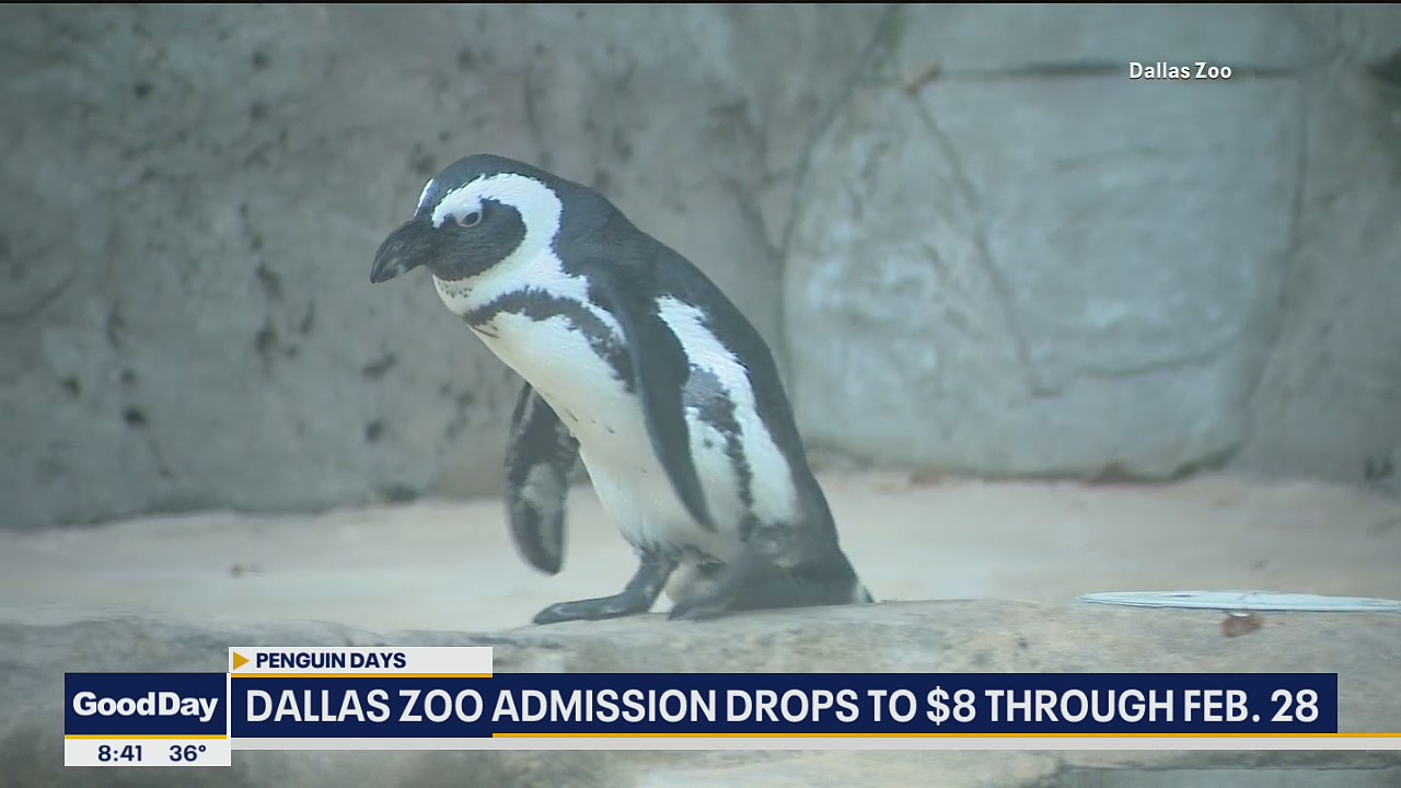 Dallas Zoo admission drops for Penguin Days