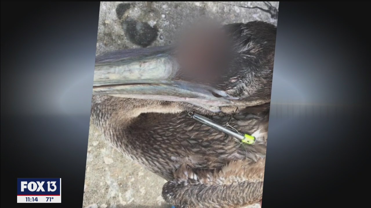 Deliberate pelican mutilation under investigation