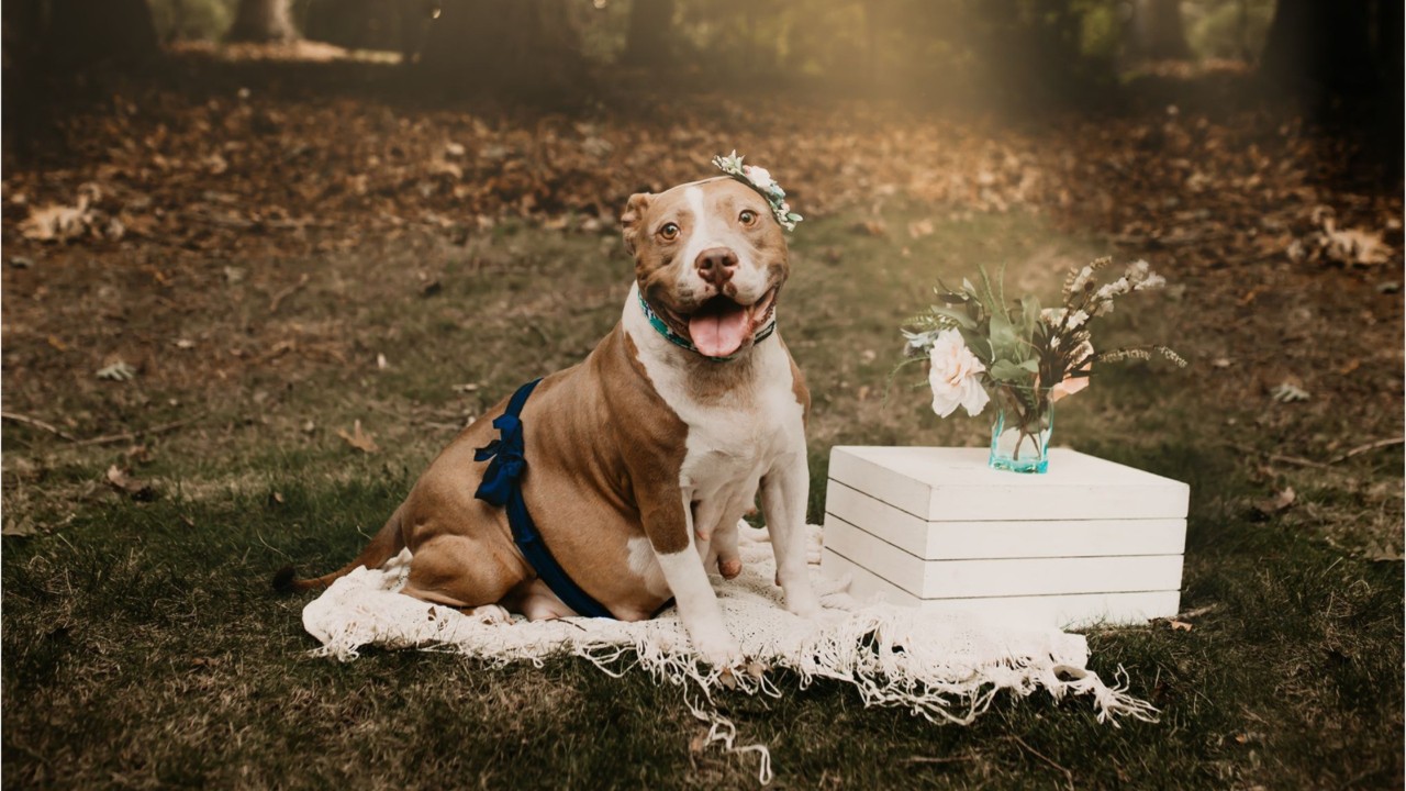 Rescue stages adorable maternity photo shoot for formerly abandoned pit bull named ‘Mama Pickles’