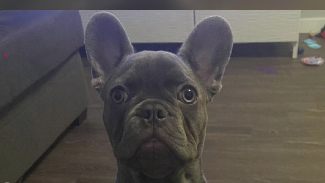 Reward offered for French bulldog stolen in North Hollywood