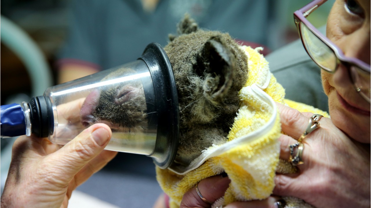Volunteers knit koala mittens, joey pouches for Australia wildlife injured by bushfires
