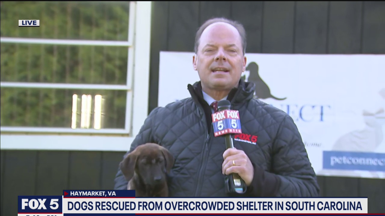 Dogs rescued from overcrowded shelter in South Carolina hope for forever homes in DC region