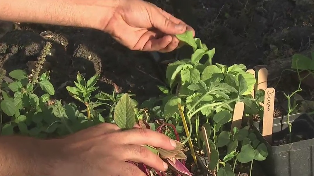 Prepare your garden for myriad of summer plants