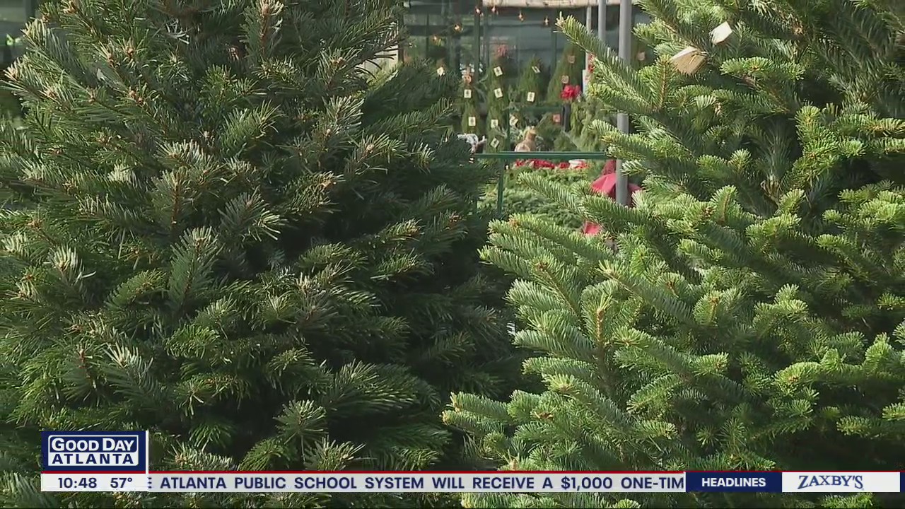 Selecting the right Christmas tree