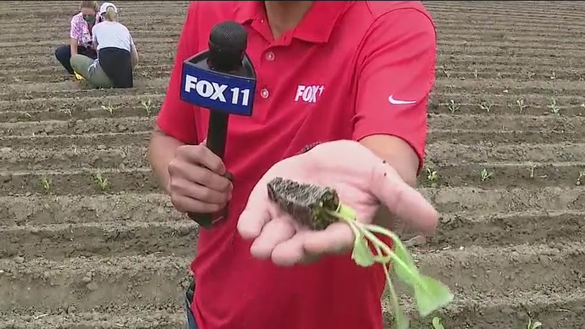 Food bank produces fresh produce for OC’s food-insecure residents