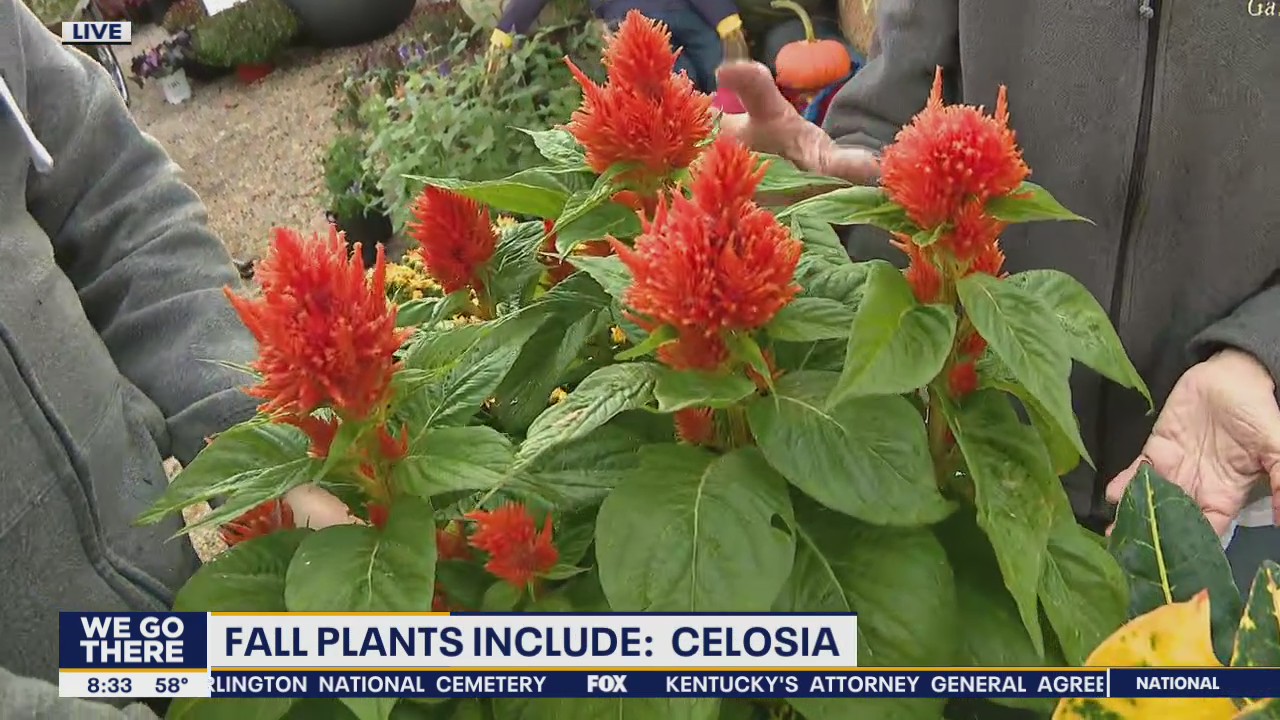 Best fall plants to buy and decorate with this fall