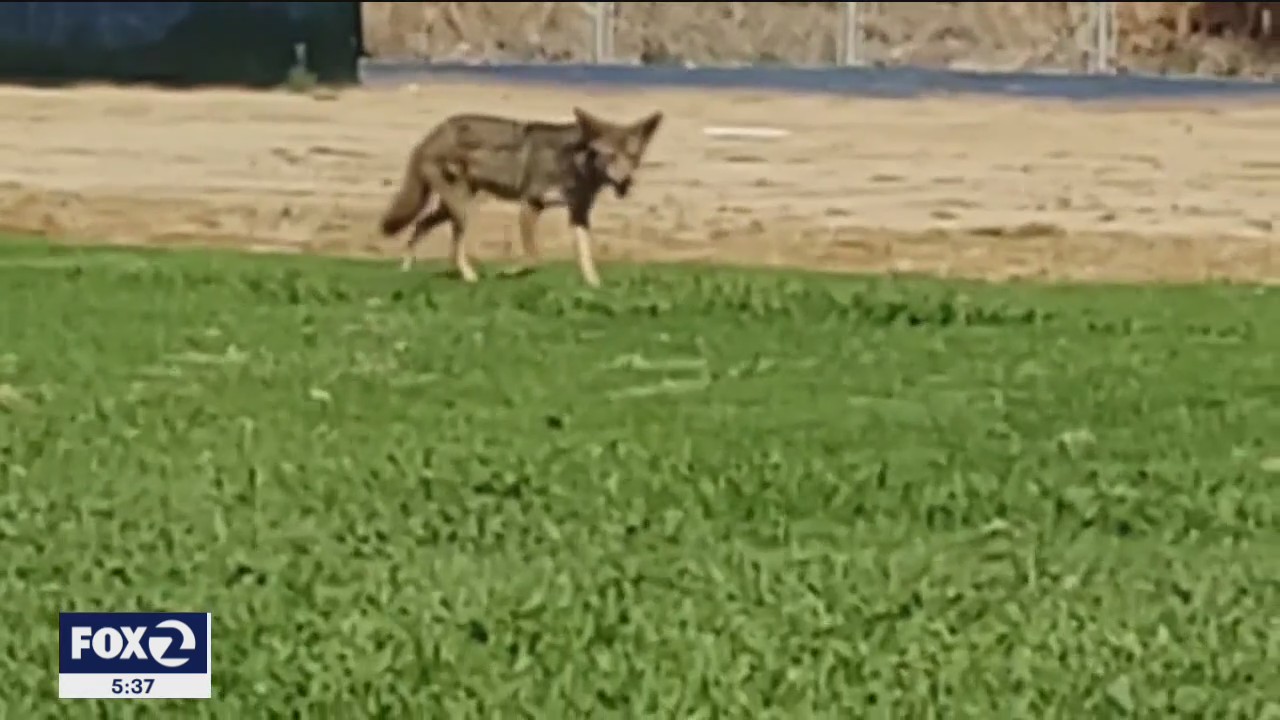 Moraga coyote attacks linked to same animal