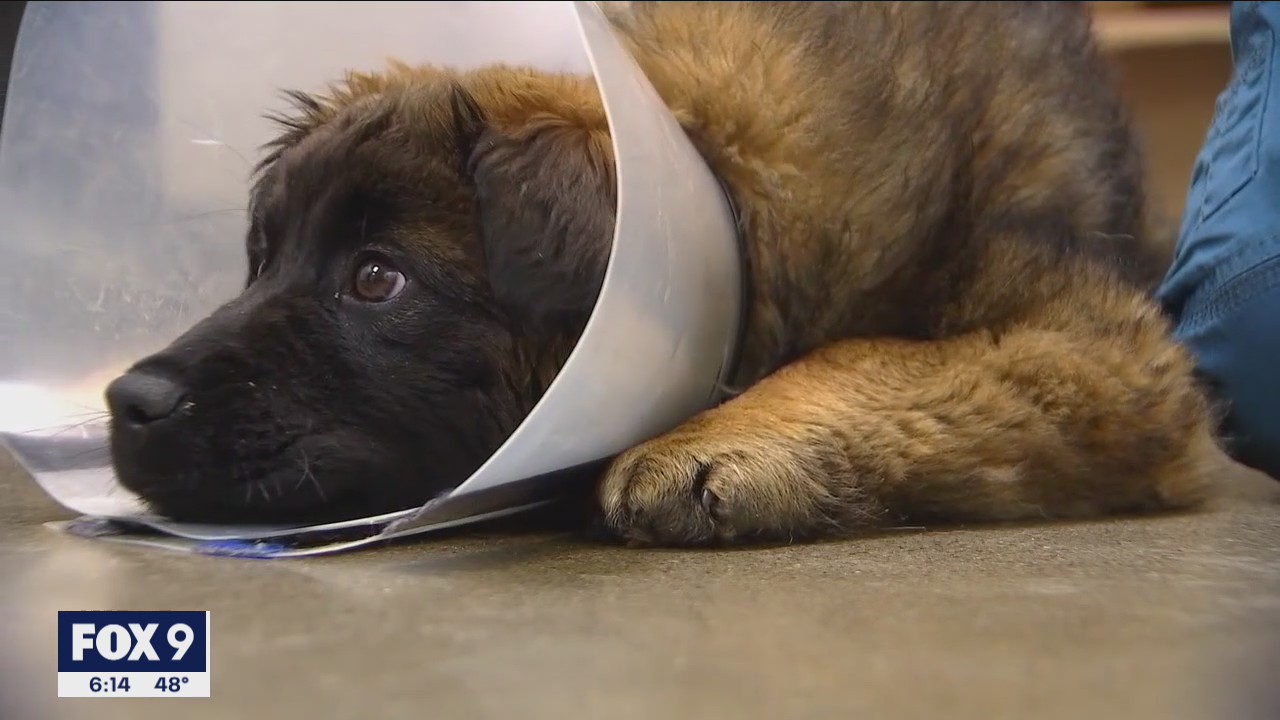 Animal Humane Society cares for dog found left in window well with cord around it