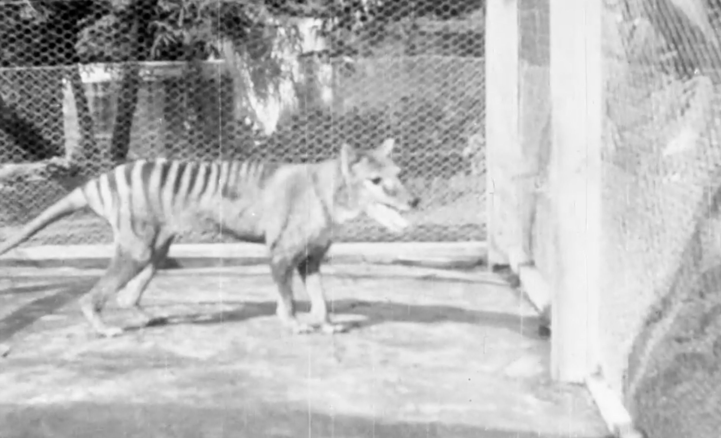 Last-known footage of extinct Tasmanian tiger