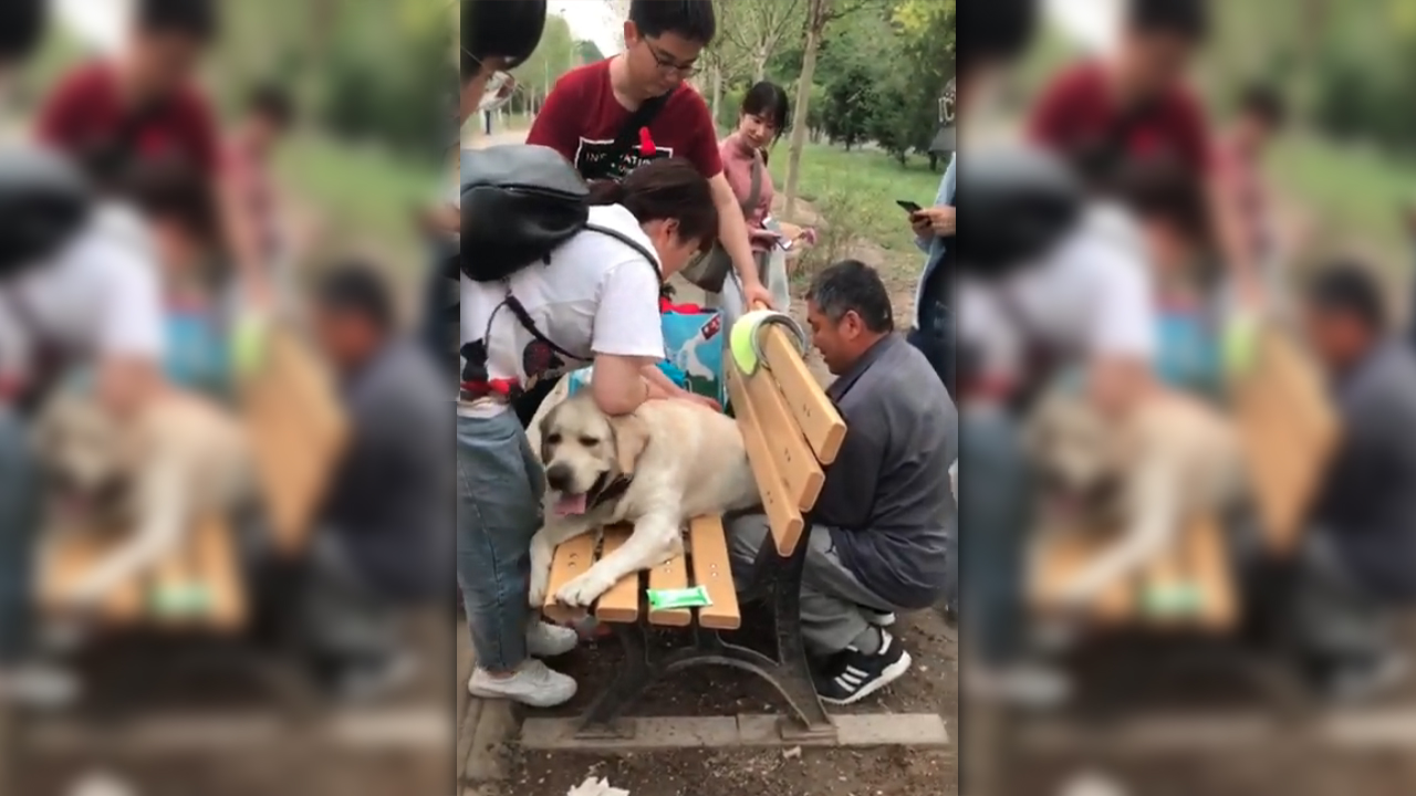 Dog rescued from park bench