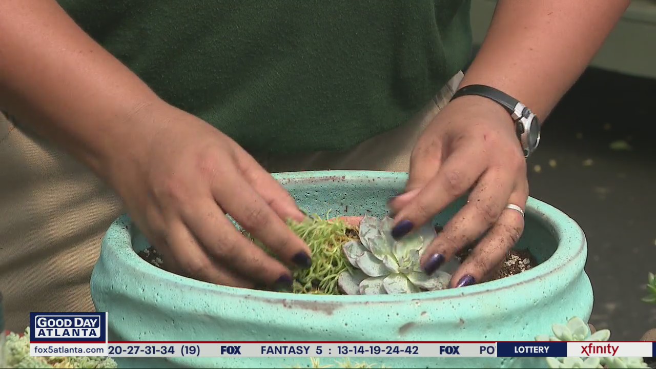 DIY succulents