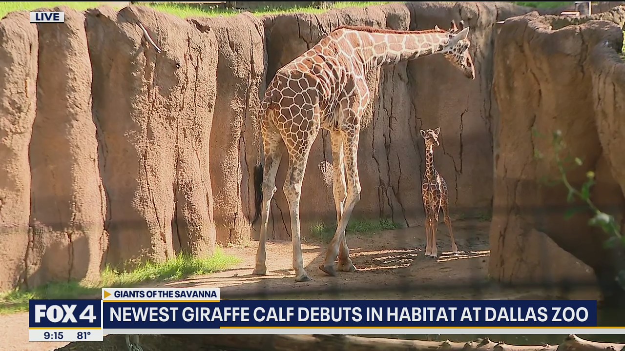 Dallas Zoo's newest giraffe makes habitat debut
