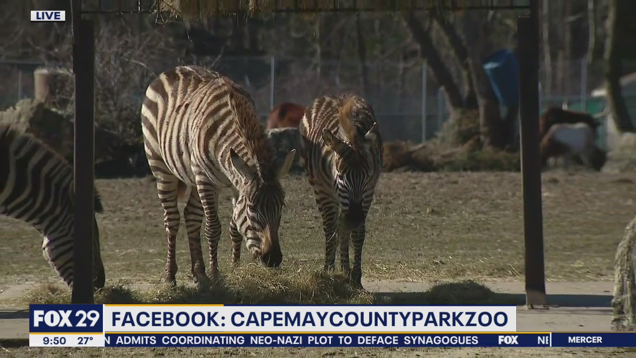 New Grant's Zebra makes debut at Cape May County Park and Zoo