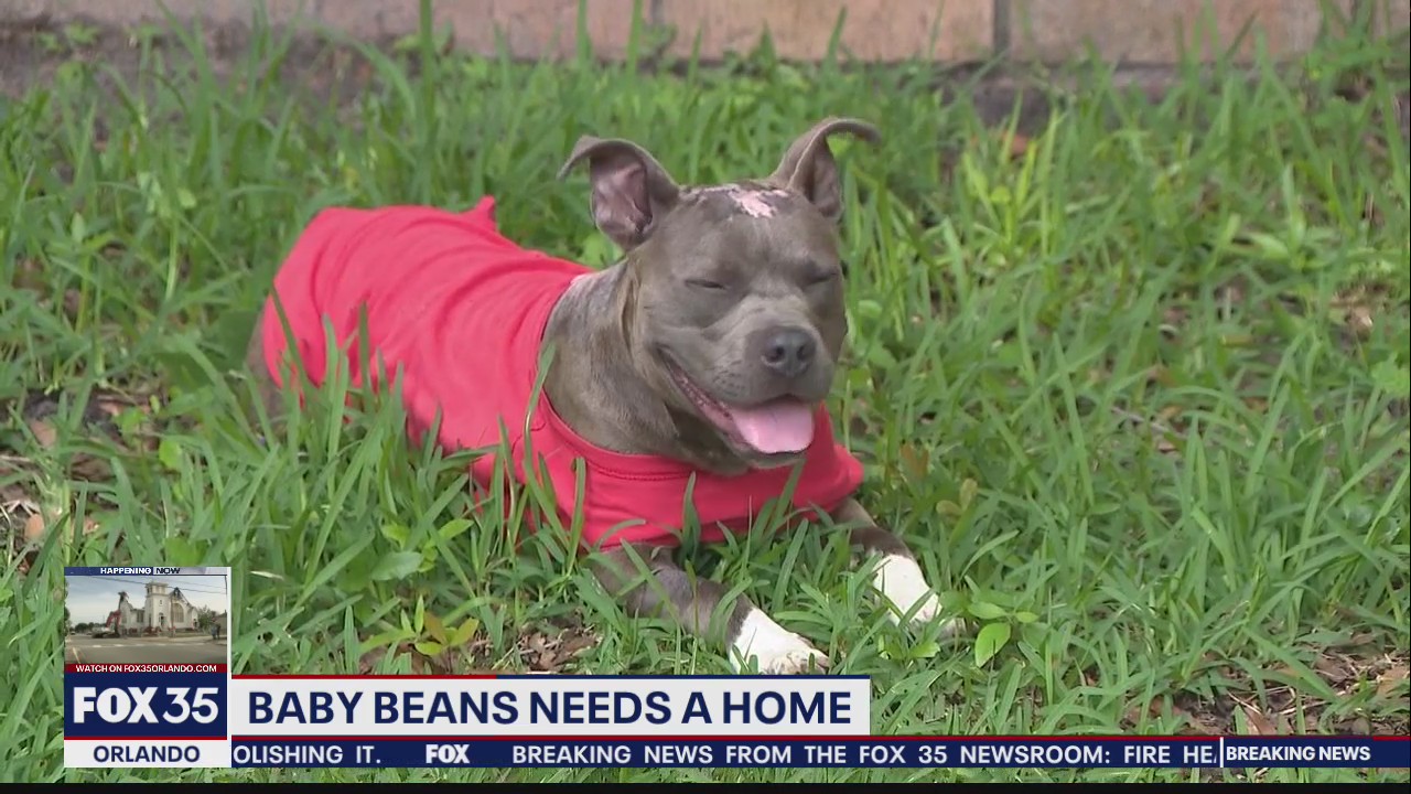 Dog that was burned, thrown from car needs a home