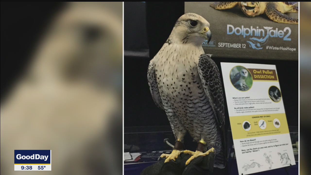 Birds of prey exhibit
