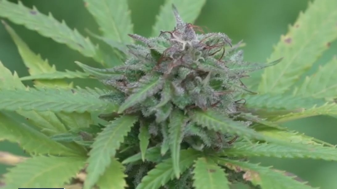Medical marijuana access expands in Texas