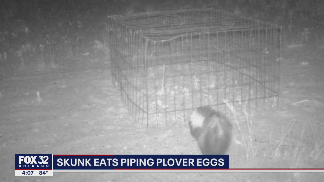 Skunk eats piping plover eggs at Montrose Beach