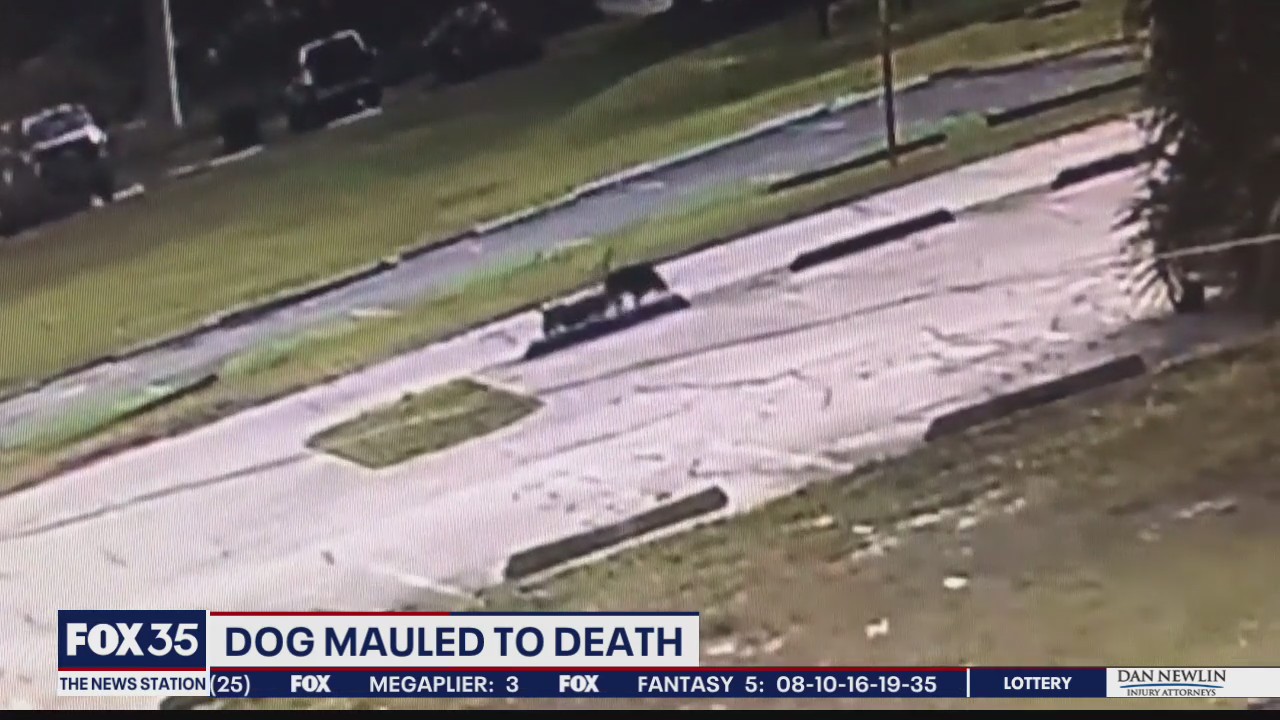 Dog mauled to death by other dogs