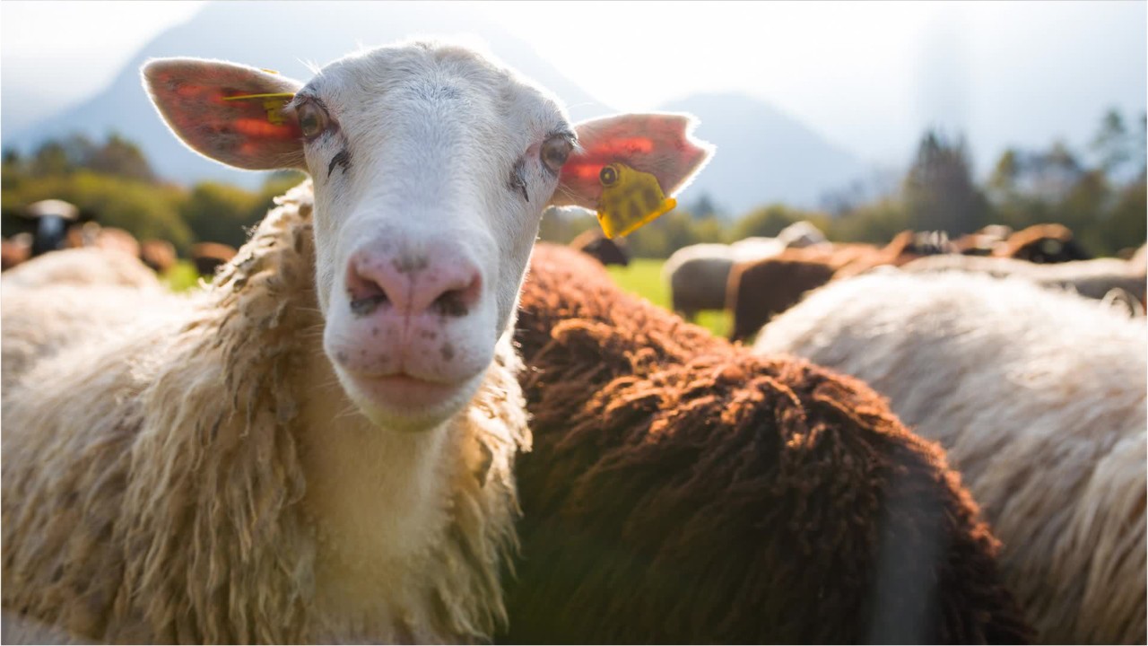 Award-winning lamb under investigation for performance-enhancing drugs